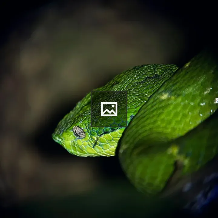 Close-up of Green Palm Pit Viper