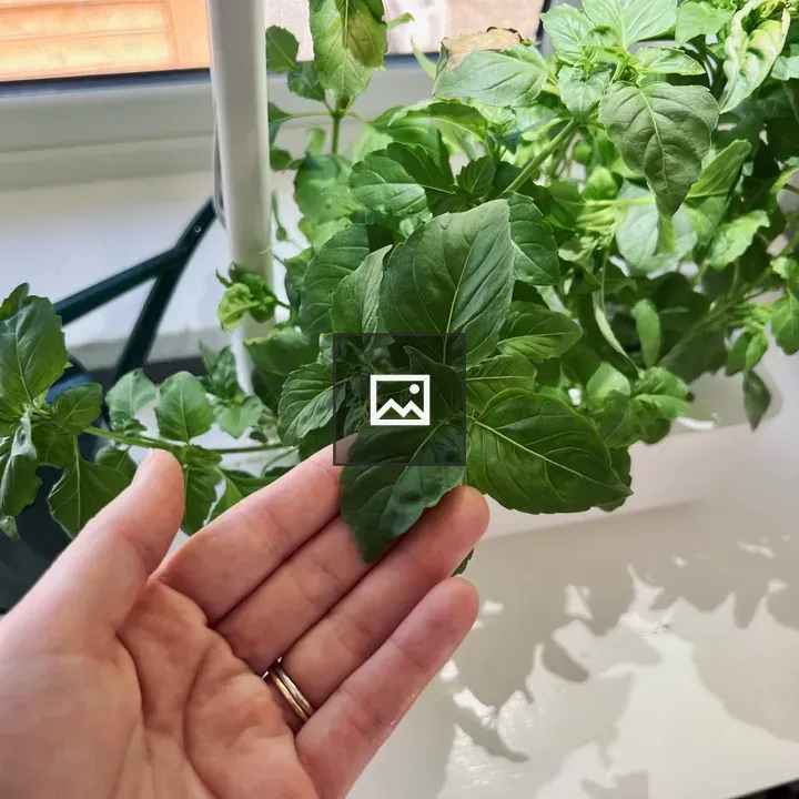 Basil Indoor Plant in Smart Garden