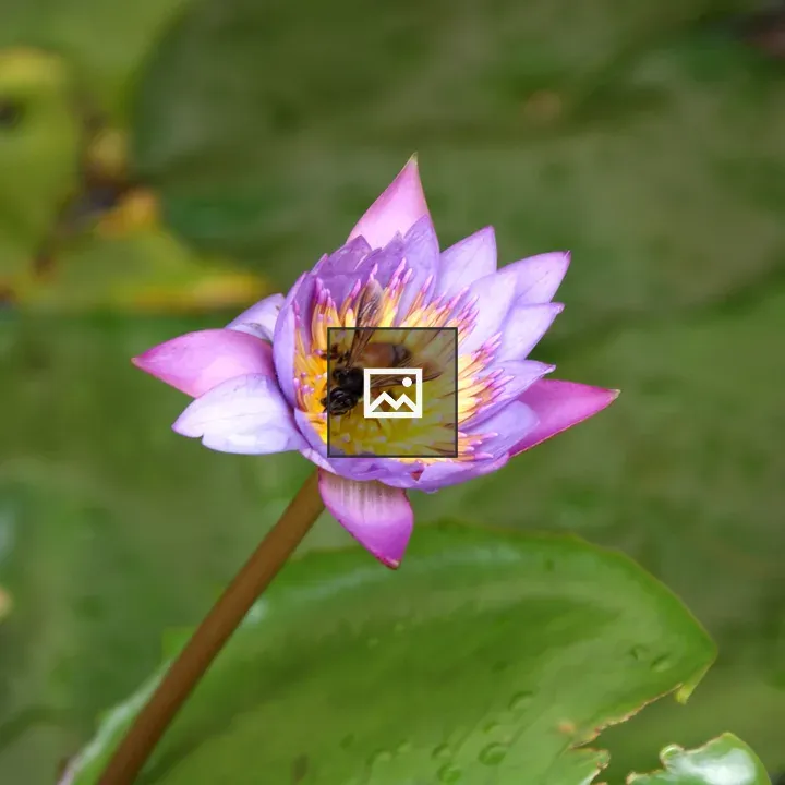 Honeybee on Lotus Flower