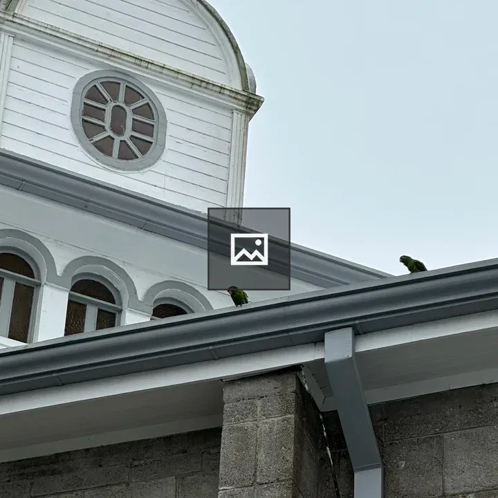Parrots on Rooftop Edge