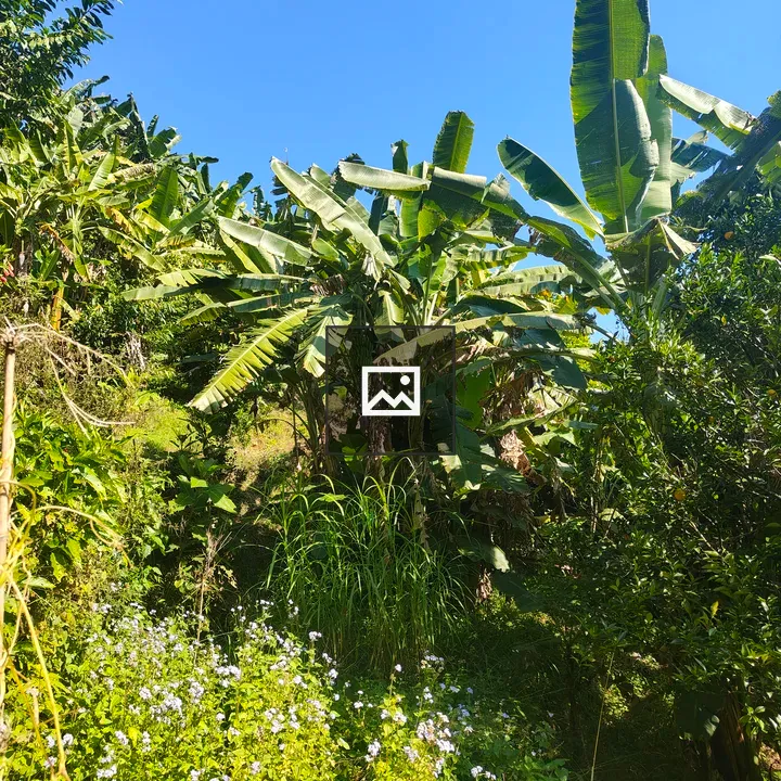 Banana Plants in Green Landscape