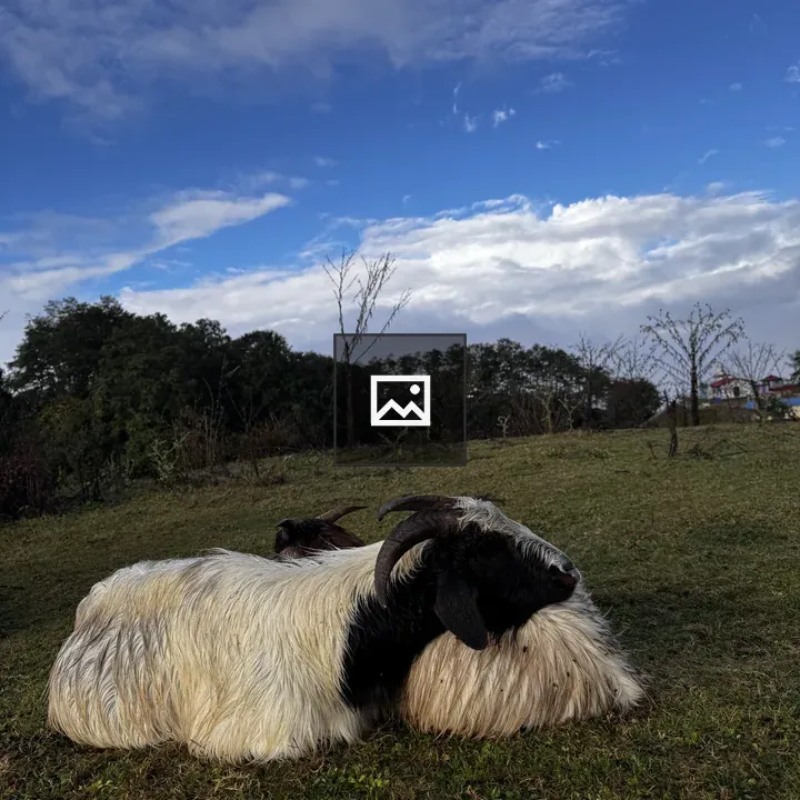 Goat with Large Horns Resting