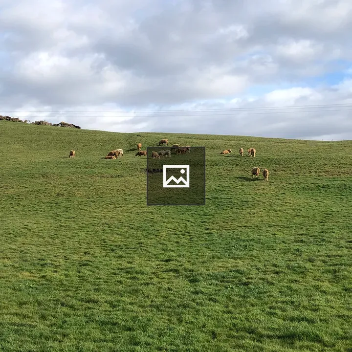 Grazing cows in a field