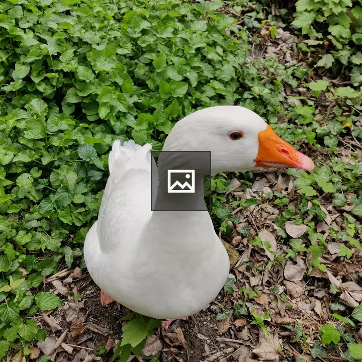 Duck in Grass by Water