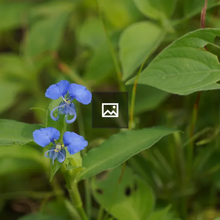 Blue flower cluster