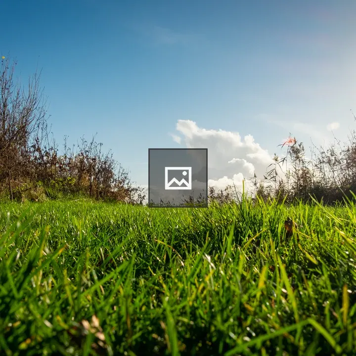 Field of grass under sun