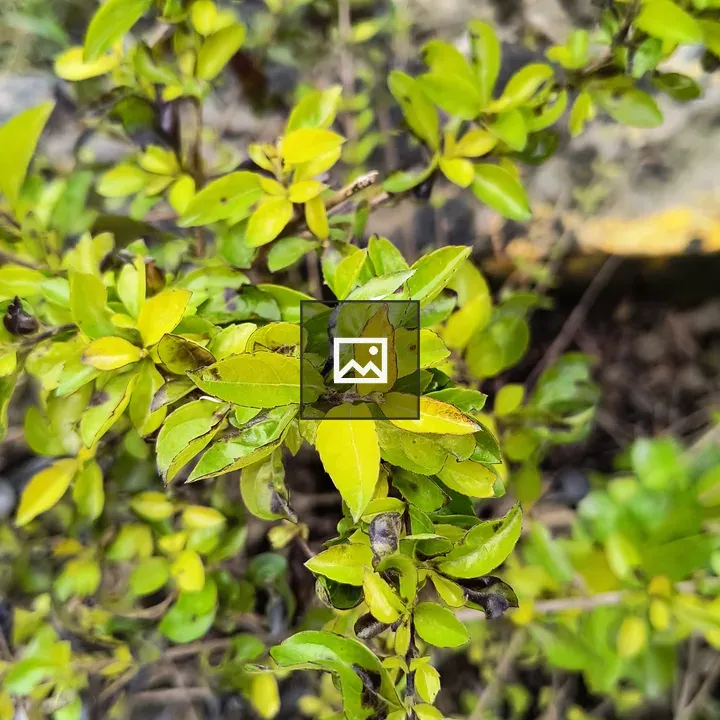 Close-up of yellowing plant leaves