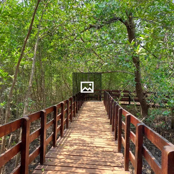 Wooden walkway through forest