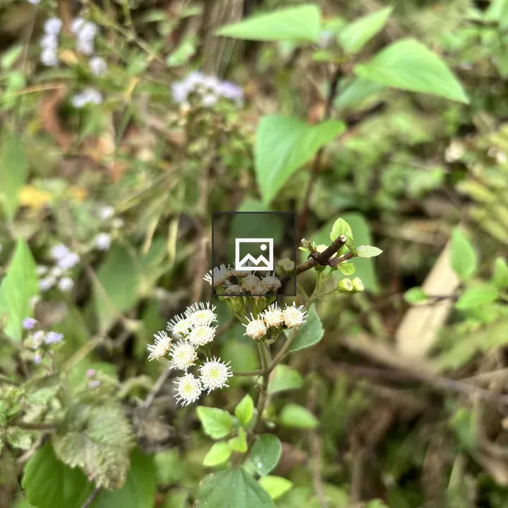 White Flower with Tiny Bloom Cluster