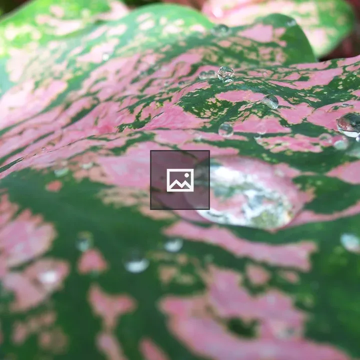 Water on pink and green leaf