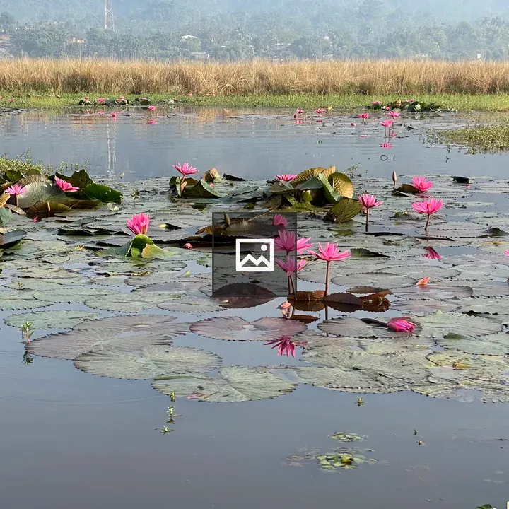 Water lilies