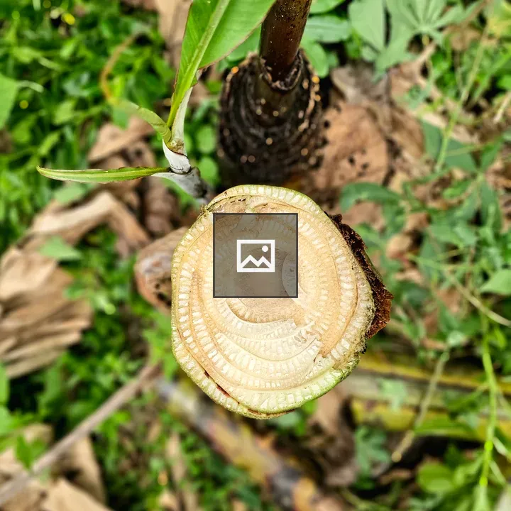 Banana stem cross section