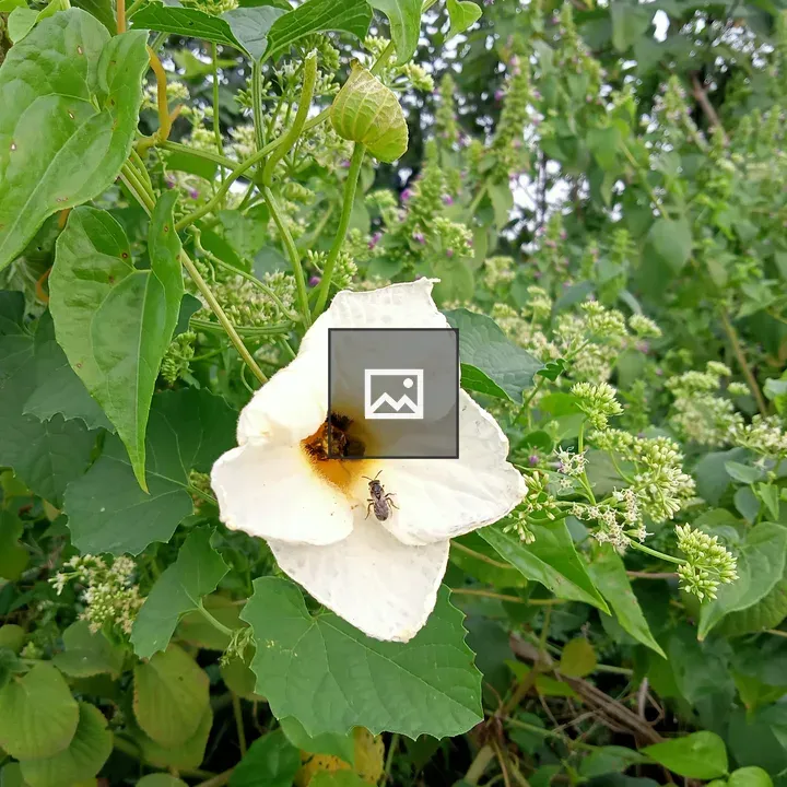 Fly on a white flower