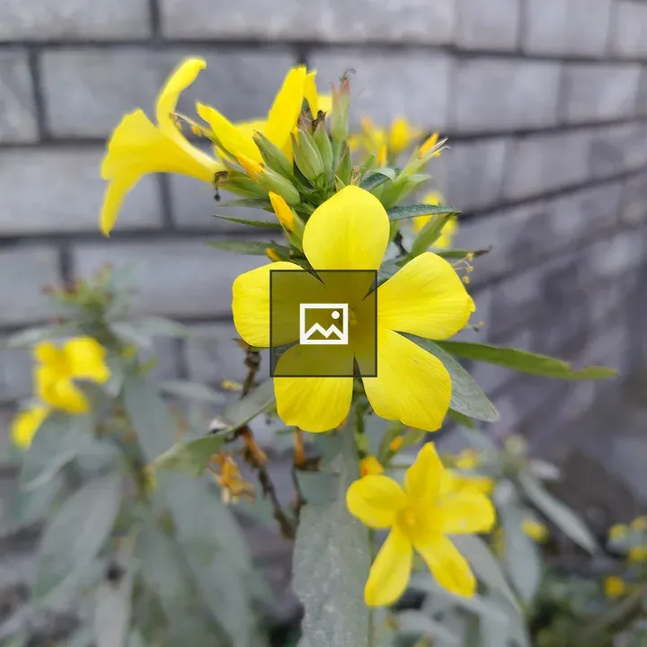 Yellow flowers close-up