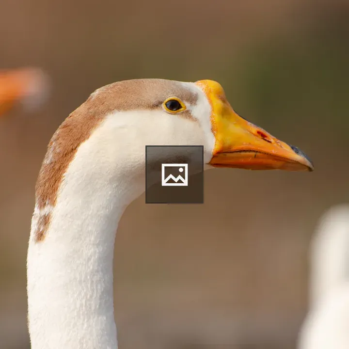 White Goose Close-Up