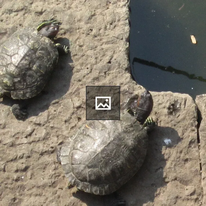 Turtles in pond at Katyayani Temple