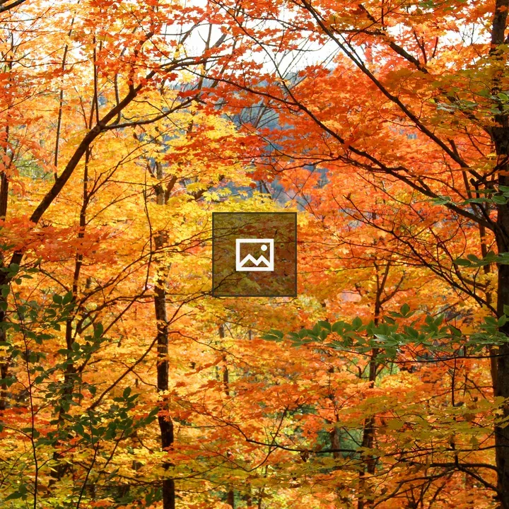 Autumn Trees in Adirondack Park