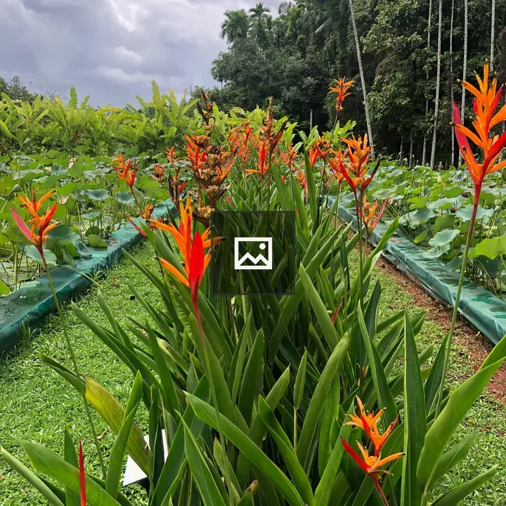 Tall orange flowers in foliage