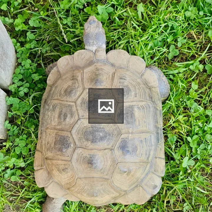 Tortoise on Green Grass