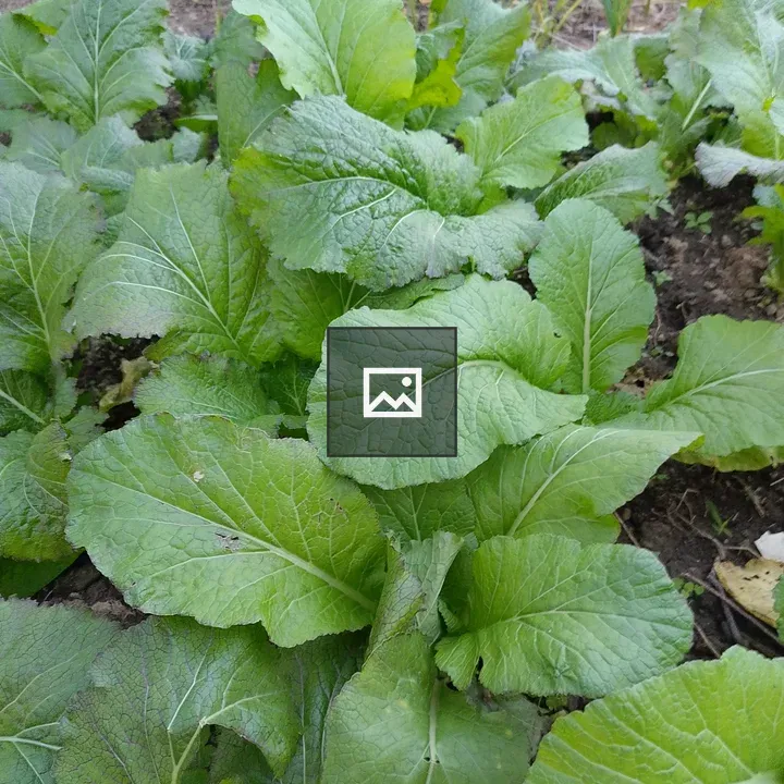 Spinach field greens