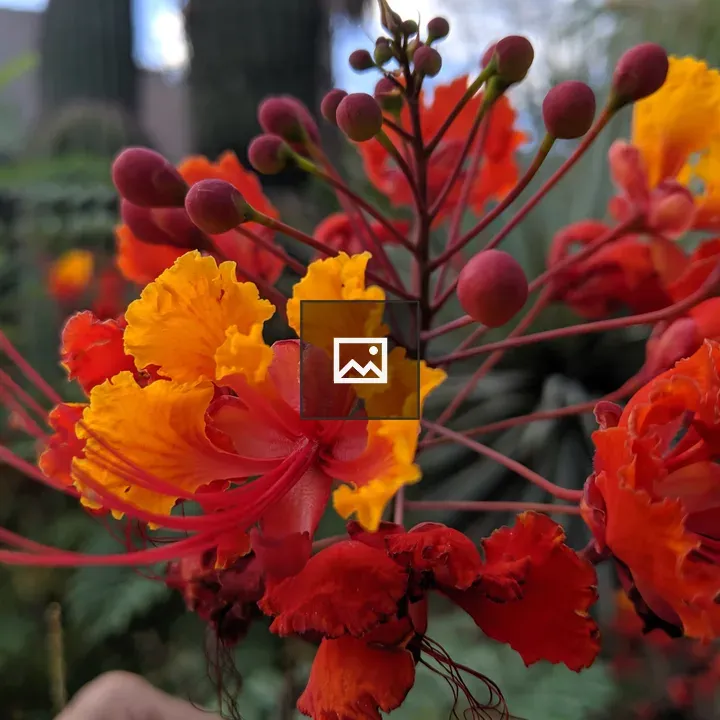 Red tropical flowers