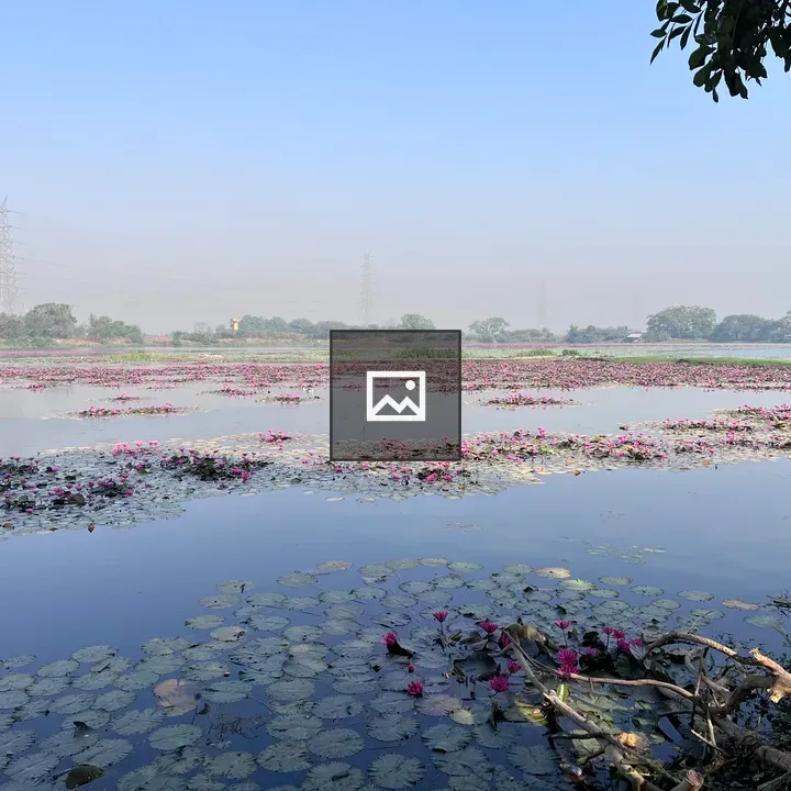 Calm lake with pink water lilies