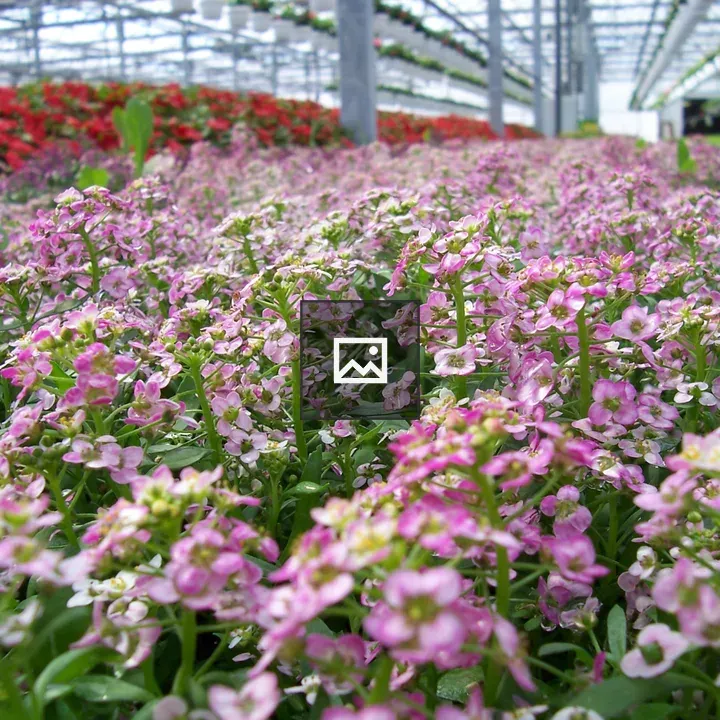 Greenhouse flower beds