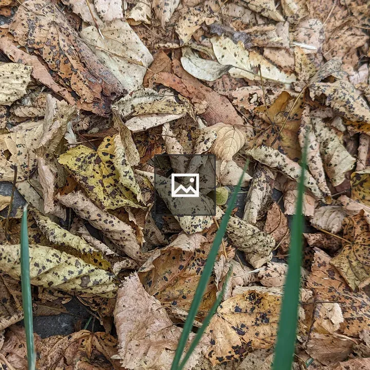 Pile of leaves with grass blades