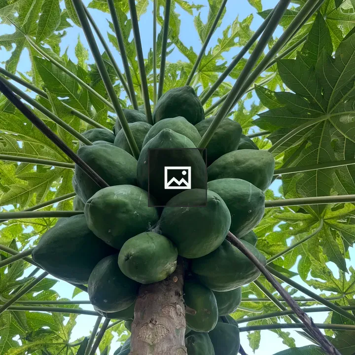 Papaya cluster under tree
