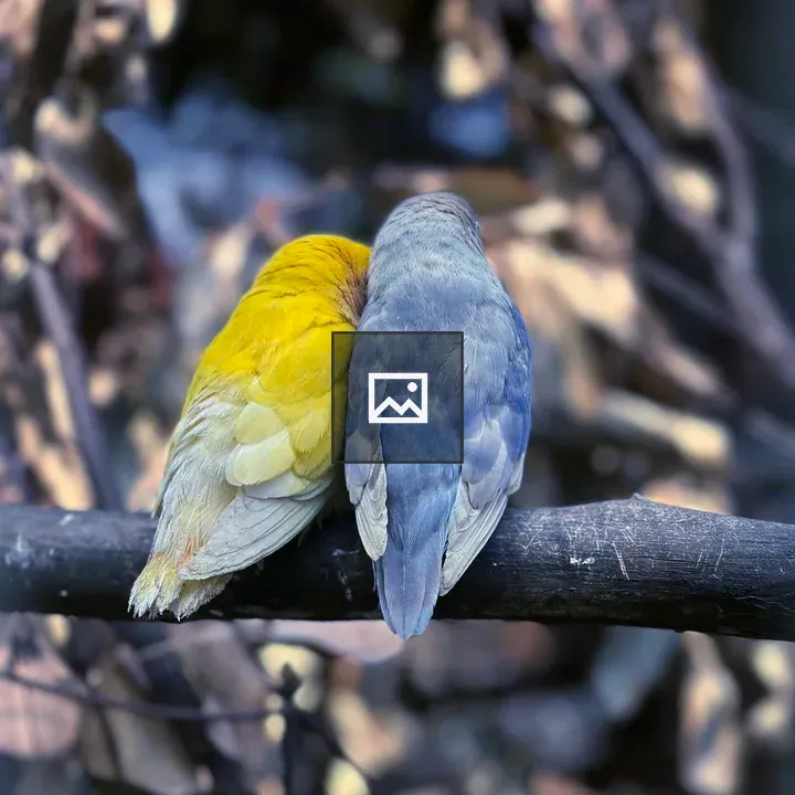Two birds on a branch