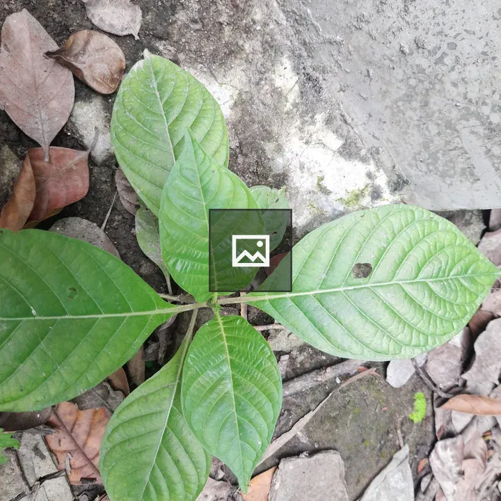 Top-Down Green Rosette Plant