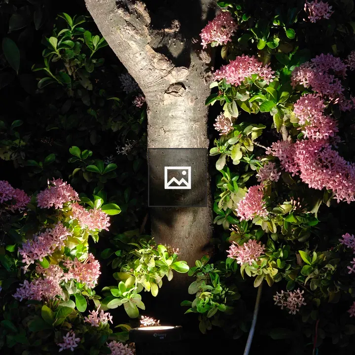 Y-Forked Tree Trunk