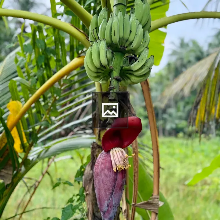 Banana Plant with Unripe Bunch