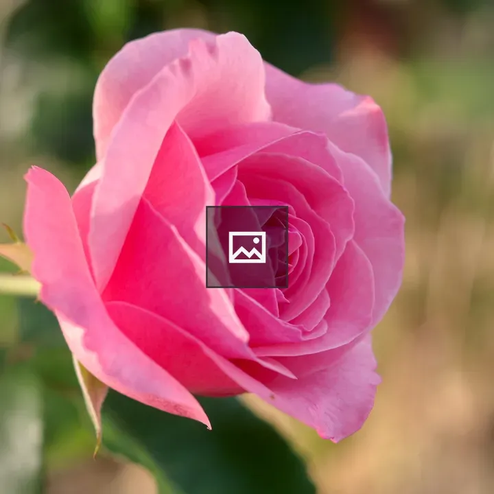 Close-up Pink Rose Bloom
