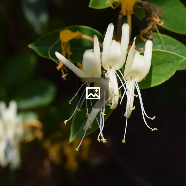 Close-up Honeysuckle Flowers