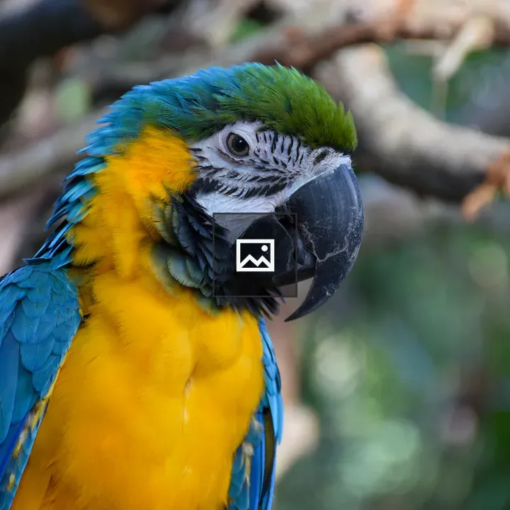 Head of a military macaw