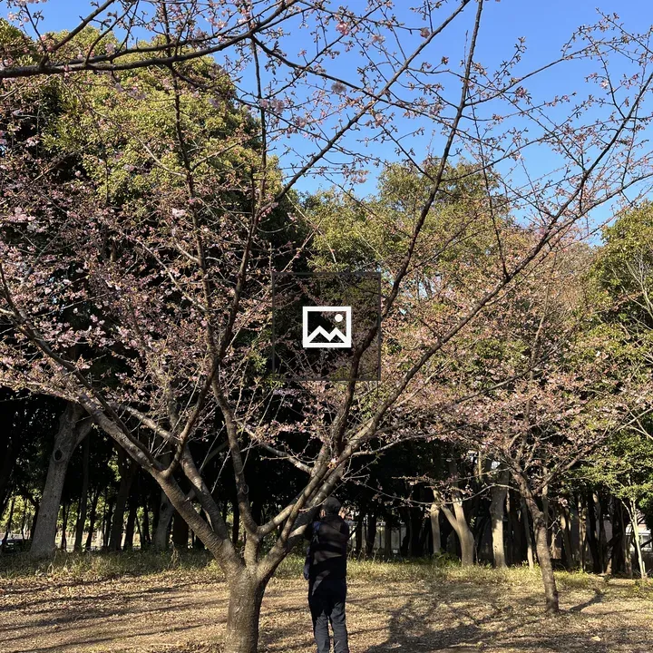 Person under blooming cherry tree