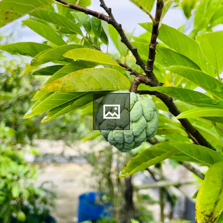 Green custard apple on branch