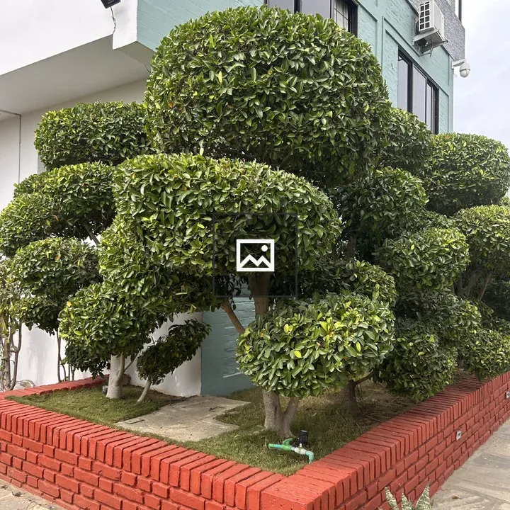 Trimmed green shrubs in raised bed