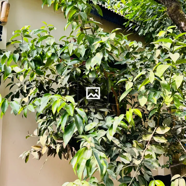 Young tree with bright green leaves
