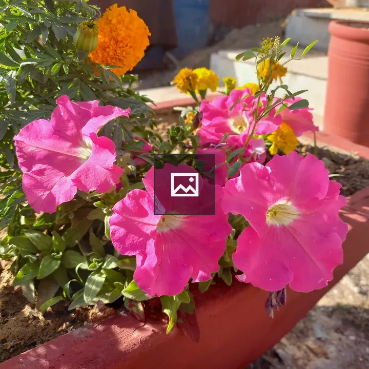 Poppy pink flowers in Karachi