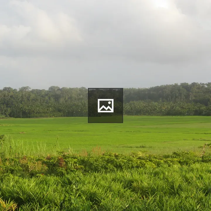 Green Paddy Fields in Wayanad