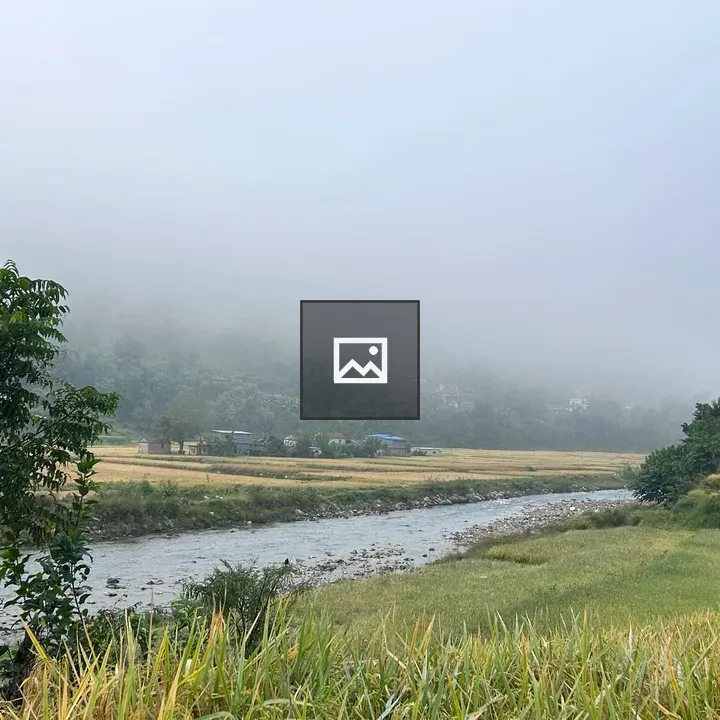 Paddy Field with Fog