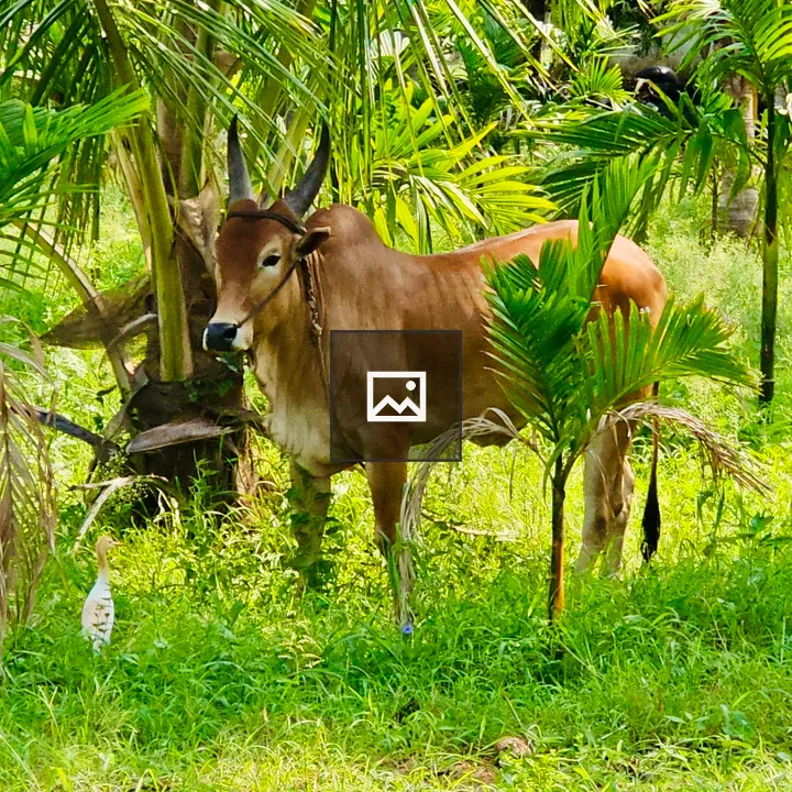 Brown cow in tropical field