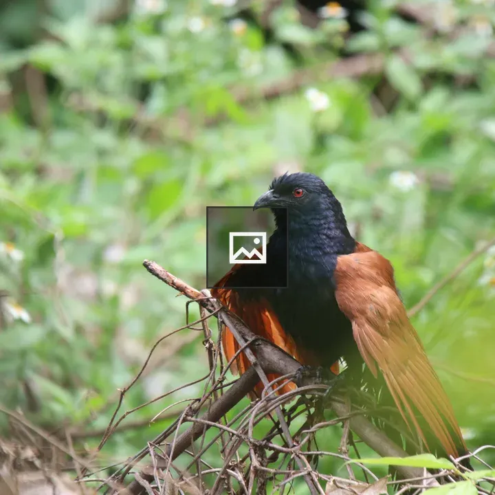 Greater Coucal on Dry Branches