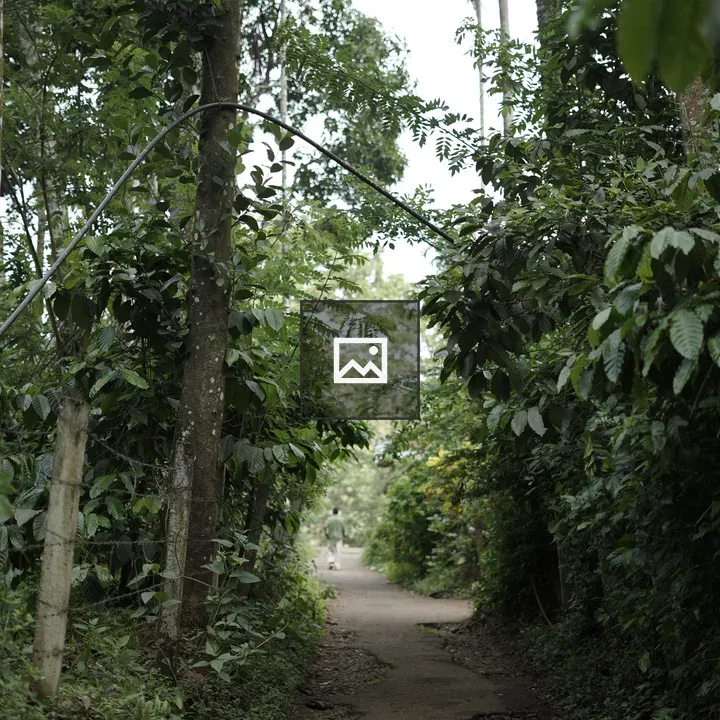 Walkway through a forest