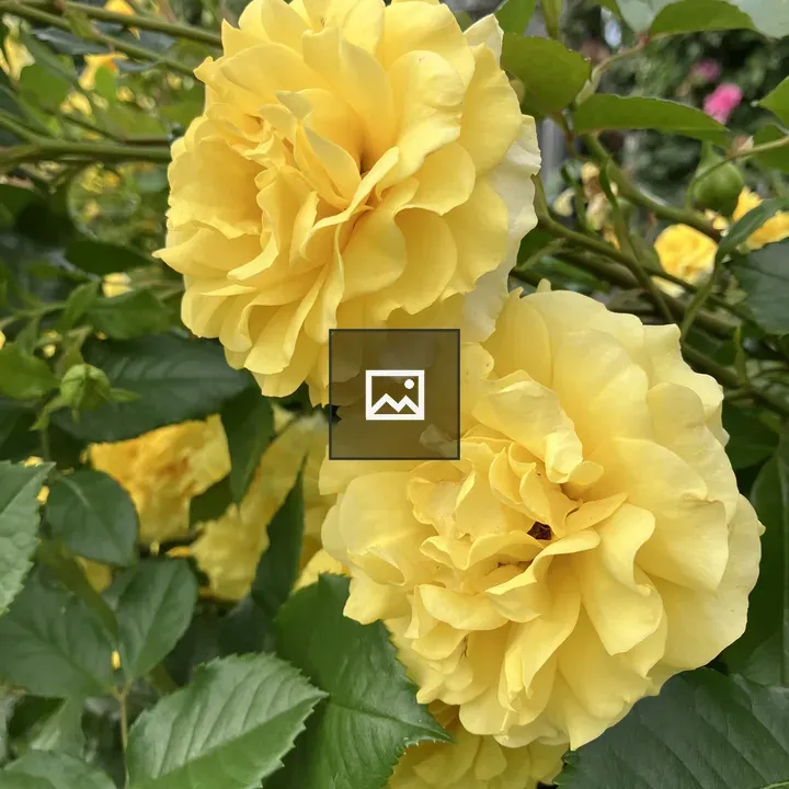 Two yellow roses in bloom