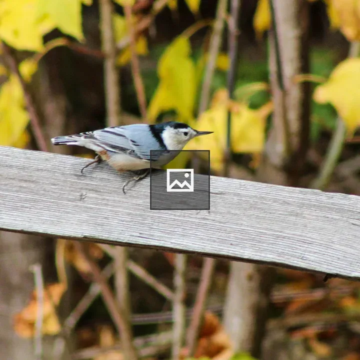 White-breasted nuthatch