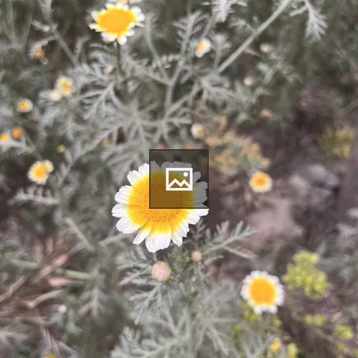 Yellow and White Daisy Flower