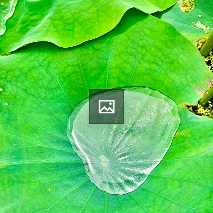 Lotus leaves after rain